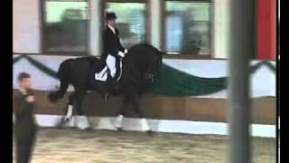 Hohenstein Trakehner stallion by Caprimond x Matador [upl. by Ahsiet]