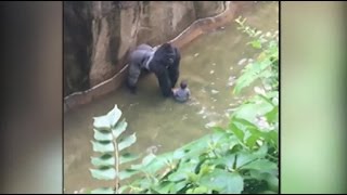 Recap Child OK after getting into gorilla exhibit community grieves Harambe [upl. by Snowman]