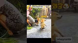 Oscar Winners 2025🏆🐶👏fyp funny pets dog cute love action foryou jabayrante [upl. by Bakki]