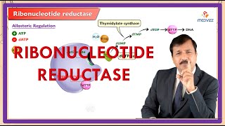 Ribonucleotide Reductase  Reaction Regulation Inhibitors [upl. by Acsot]