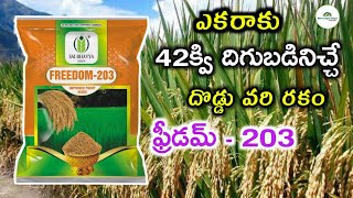 Best amp High Yield Paddy Variety  Freedom  203 Improved Paddy Seeds  Shiva Agri Clinic [upl. by Abdu]