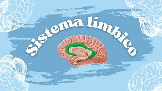 Brodmann Areas Cytoarchitecture and Limbic system [upl. by Shellans]