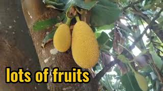 JACKFRUIT TREE  Lots of fruits  Sa backyard Province House  like and share  short premiere [upl. by Alurd422]