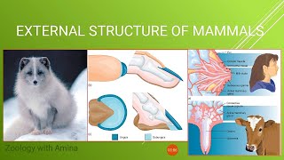 Mammals  External structures of Mammals part 1 [upl. by Acinorej]