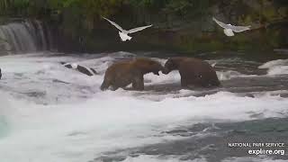 Bucky shoves 747 and takes his fish Brooks Falls Katmai 10 August 2024 exploreorg [upl. by Jacey]