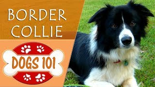 Dogs 101  BORDER COLLIE  Top Dog Facts About the BORDER COLLIE [upl. by Griffis]