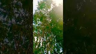 today short🌴🦋🌴🦋🌿🦋 gardening enjoythenaturenature shortvideo trendingshorts viralvideo [upl. by Messere]