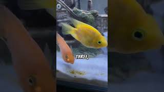 5 FVCTS  5 Facts About Parrot Fish  zfa shorts facts fish story viralvideo [upl. by Llertak290]