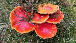 Amanita muscaria [upl. by Nwaf]