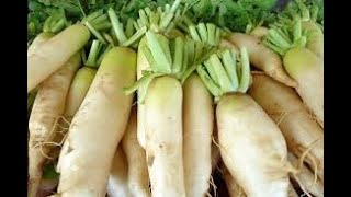 Daikon Radish Fermentation [upl. by Eliason]