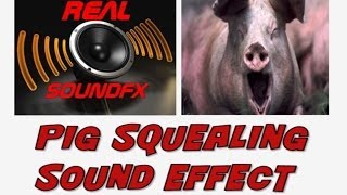 PIG squealing sound effect  realsoundFX [upl. by Orvan]