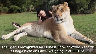 9 Of The Worlds Biggest Animals [upl. by Akcirre]