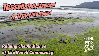 Tree Ferns amp Tessellated Pavement Ruining the Beach Community [upl. by Irej]