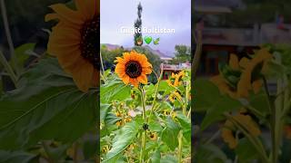 Sunflower 🌻 wildlife wildflowers shortvideo flowers adventure nature youtubeshorts [upl. by Gyasi]