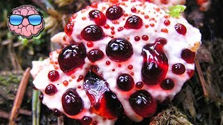 Top 10 MOST DEADLY MUSHROOMS IN THE WORLD [upl. by Dexter]