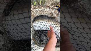 A big eel fishshortvideo shortsfishing [upl. by Ojeillib]