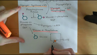 Cyclic AMP Signalling Part 5 [upl. by Jerrome]