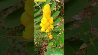 Senna alata  Fabaceae Family  Ornamental Plant  Ant Pollination inflorescence angiosperms [upl. by Nauhs]