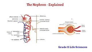 The Nephron  Excretion Grade 11 Life Sciences [upl. by Aikrahs661]