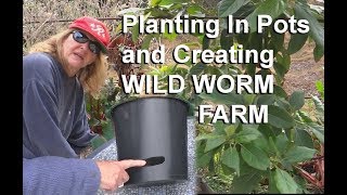 EASY GROW in Garden WORM FARM Squash amp Melons in Containers Compost Woodchips or Ground [upl. by Ailyt]