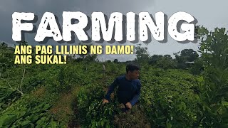 Kalamansi farming  ang paghawan sa napakabilis na damo [upl. by Florine873]