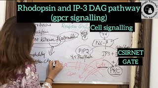 Rhodopsin and IP3 DAG pathway gpcr signaling cell signaling  CSIRNETGATE BiologieTutorials [upl. by Kermit]