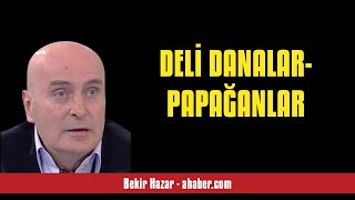 BEKİR HAZAR DELİ DANALARPAPAĞANLAR  SESLİ MAKALE DİNLE [upl. by Nylhsa603]