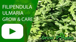 Filipendula ulmaria  grow and care [upl. by Deuno]