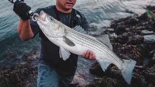 Yozuri Hydro Minnow LC VS Big Canal Stripers  Cape Cod Canal Trip  Part 2 [upl. by Akienom]