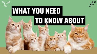 What You Need To Know About Orange Cats [upl. by Gilson]