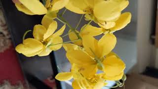 Benifits of Golden shower tree। Amaltas tree [upl. by Jotham]