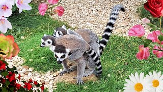 Lemurs featuring the lemur baby twins [upl. by Nessa]