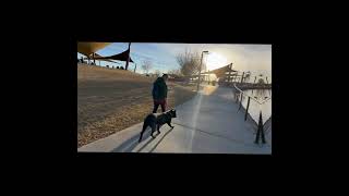 1 yo Cane Corso Athena Best Cane Corso Trainers  Off Leash K9 Training Phoenix [upl. by Querida]