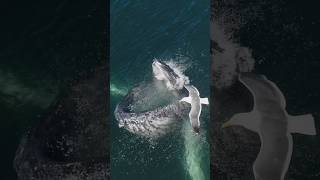 Humpback Whale DEVOURS millions of krill in one bite Slow motion whale mindblowing [upl. by Wareing753]