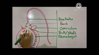 Cnidoblast cell their types and discharging mechanisms in Hydra English version [upl. by Lamoree]