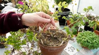 Cutting back my big Pelargonium gibbosum Taking cuttings [upl. by Pattie]