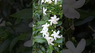 Tabernaemontana divaricata crape jasmine evergreen flowering shrubFamilyApocynaceae [upl. by Mauve126]