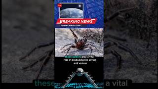 Australia’s Funnelweb Spider ytshorts breakingnews funnelwebspider [upl. by Ydnem]