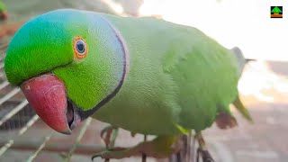 Funny Green Talking Parrot Speaking And Fun With Each Other [upl. by Rodablas925]