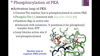 069Activation of Protein Kinase A [upl. by Adelbert823]