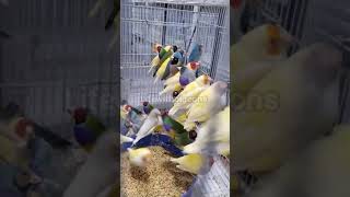 Gouldian Finch pets pigeon finch [upl. by Leahplar]