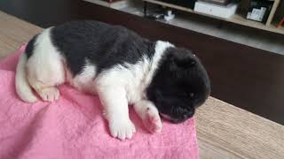 One week old American Akita puppies getting fed [upl. by Ivatts]