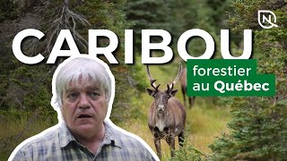 La situation du caribou forestier au Québec [upl. by Panaggio648]