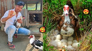 Muscovy Ducks 🦆 Ne Ande 🥚 Di Hai 🥰 [upl. by Nahguav]