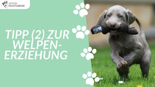 Tipp 2 zur Welpenerziehung  Hundetraining nach Anton Fichtlmeier [upl. by Lewiss881]