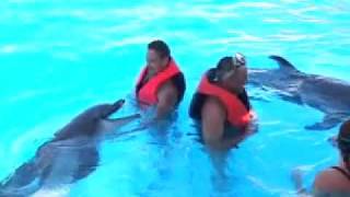 Swimming with Dolphins Sharm El Sheikh Egypt [upl. by Zacherie274]