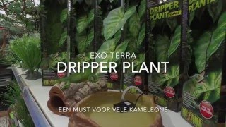 Exo Terra Dripper Plant [upl. by Enimrej236]