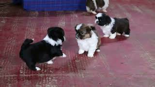 Shih Tzu Puppies For Sale [upl. by Peoples]