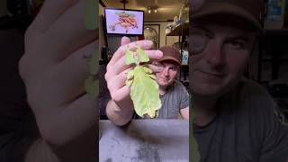 largest leaf stick insect in the worldPhyllium giganteumstickinsect animals rockninsectes [upl. by Aicela945]