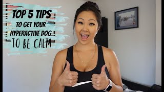 How To Calm Down A Hyper Dog 2019 5 TOP TIPS [upl. by Nadbus]